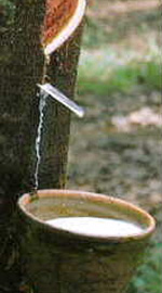 Natural Latex - Hevea Brasiliensis Tree Tap