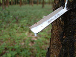 Rubber Latex Tree Tap